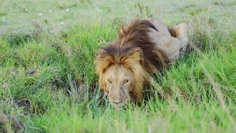 león macho bebiendo en la reserva nacional de maasai mara, animal salvaje africano en kenia, áfrica en safari en masai mara, mara north conservancy, hermoso big five