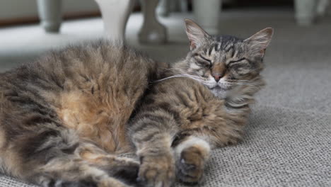 cat sleeping on a carpet