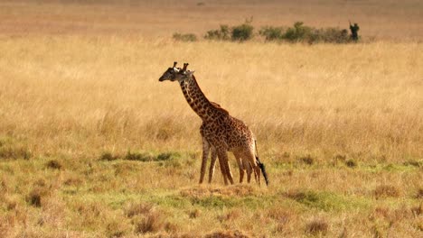 jirafas caminando por la sabana africana en masai mara, kenia - en cámara lenta
