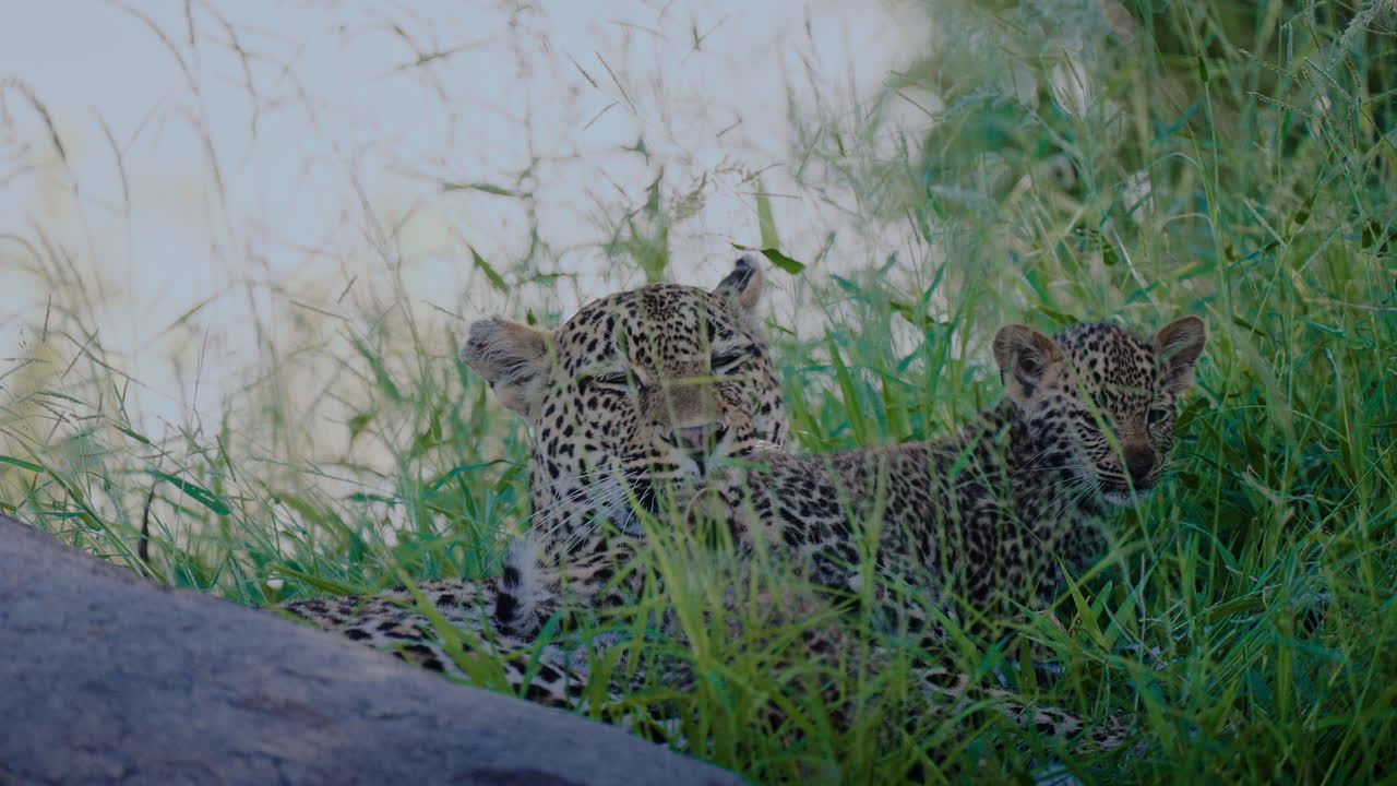 Leopard Mother and Cub