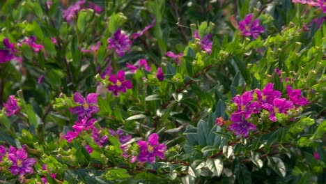 wild purple roses flower blooming on tropical hawaiian bush, static