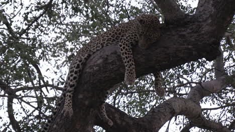 Leopard-hangs-all-four-paws-over-a-branch-in-a-tree-to-laze