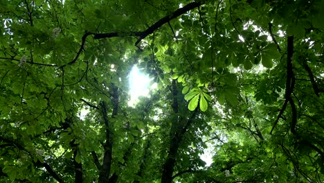 spin under chestnut tree branches full of blooms and leaves. 4k