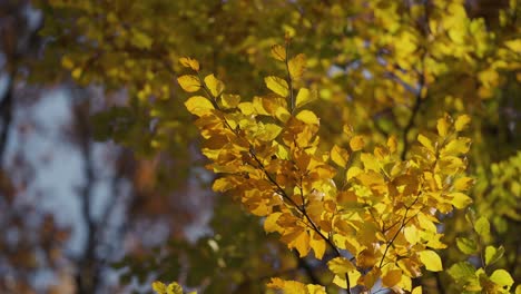 Una-Delicada-Rama-Del-Olmo-Con-Coloridas-Hojas-De-Otoño-En-El-Fondo-Borroso