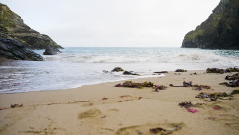 coastal beach scene with seaweed