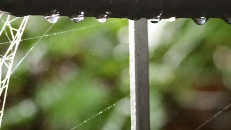 water drops on spider web in forest