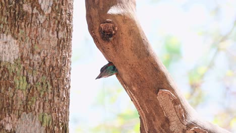 Barbudo-De-Orejas-Azules,-Psilopogon-Cyanotis,-Imágenes-De-4k-De-Un-Pájaro-Que-Anida