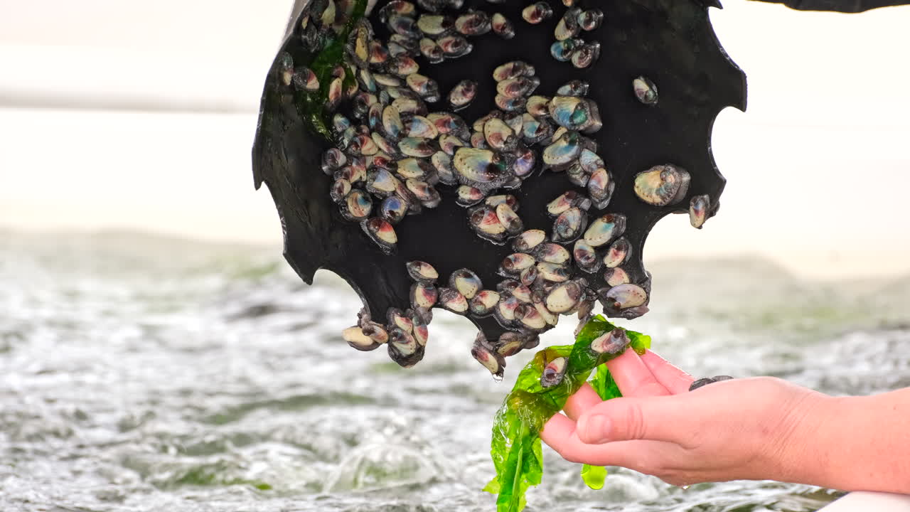 Baby abalone spat attached to inside of plastic cone in aerated tank on aquafarm