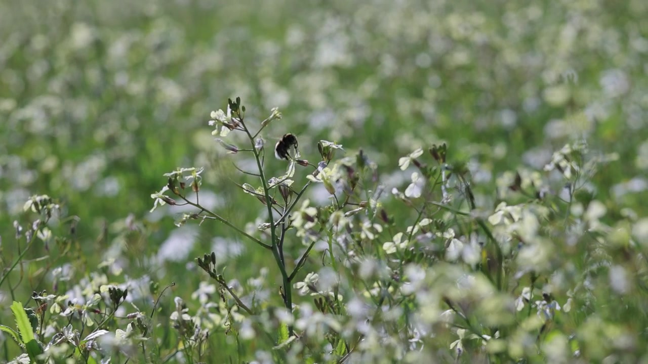 Bumblebee pollinating flowers during Spring in slow motion with camera movement.