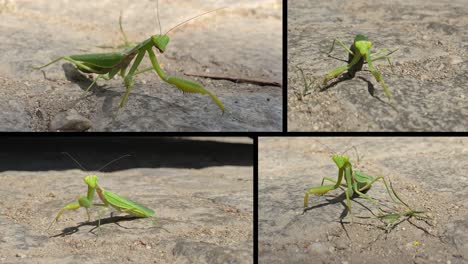 composition of praying mantis moving on a pavement street