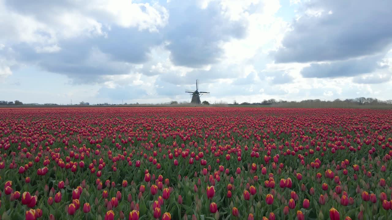 Vibranti filari di tulipani che circondano un mulino a vento, Keukenhof, Paesi Bassi