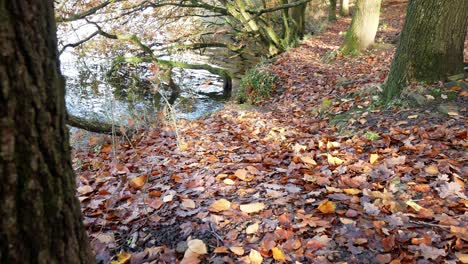Untergetaucht-Saisonal-Herbst-Waldboden-Herbstlaub-Landschaft-Ländliche-Szene-Dolly-Rechts-Von-Hinter-Baum