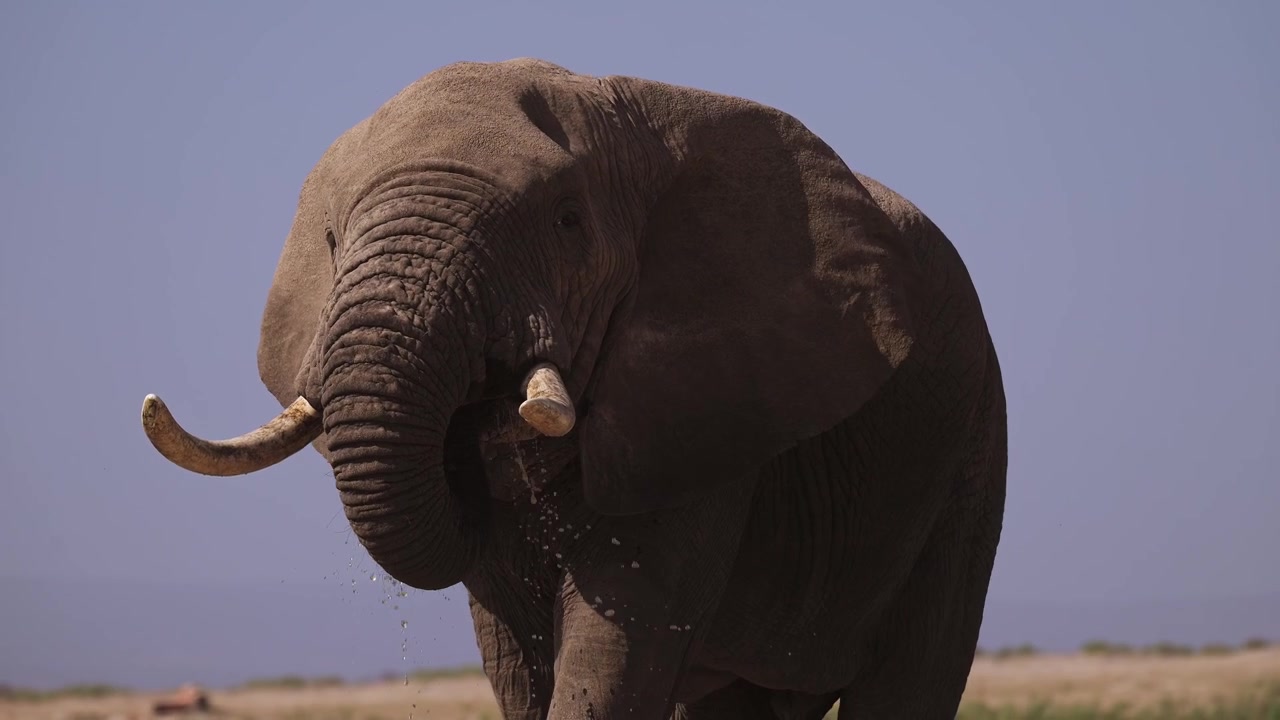 Kenya, Afrika'daki Amboseli Milli Parkı'nda, mavi gökyüzlü güneşli bir günde, bir Afrika vahşi yaşam safarisi sırasında çekilmiş büyük erkek Afrika boğa filinin baş ve yüzünün yakın çekim portresi.