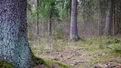 static shot of lithuania's woodland forest with branches being moved by light wind