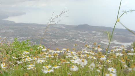 Majestic-landscape-of-Tenerife-with-daisy-flowers-in-foreground,-handheld-view