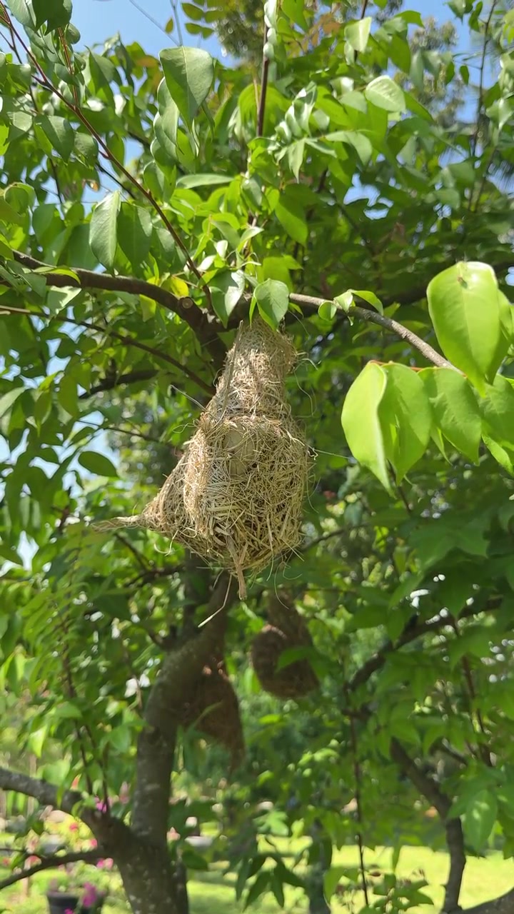 Sunbird Nest Hanging From a Tree Branch in a Garden