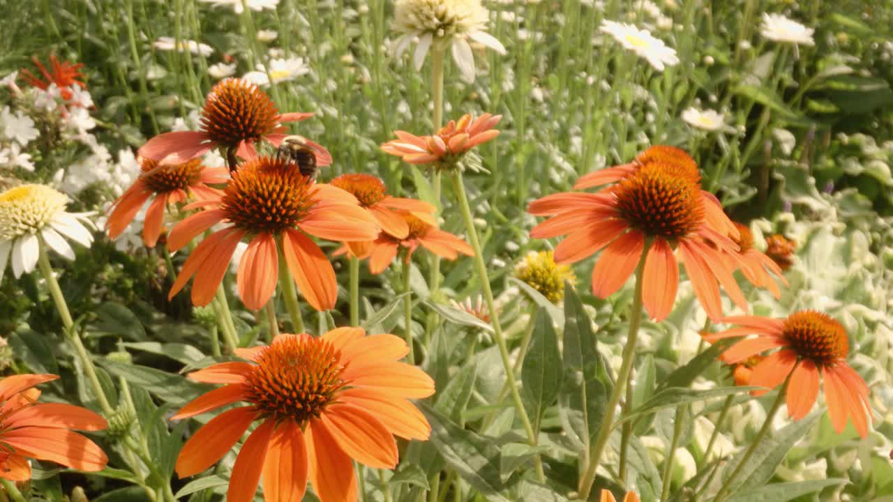 Movimento cinematografico attraverso api che impollinano elenium arancioni in una soleggiata giornata di primavera.