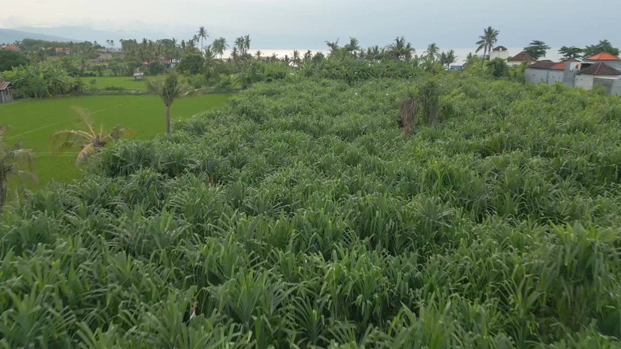 Pássaros Brancos Voam ao Redor de Palmeiras Exuberantes em Buleleng, Norte de Bali, Indonésia. Filmagem de Drone em 4K 60FPS