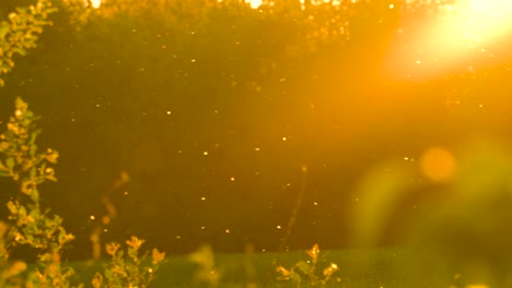 Magical-countryside-golden-hour-sunset-with-pollen-particles-in-air,-Latvia