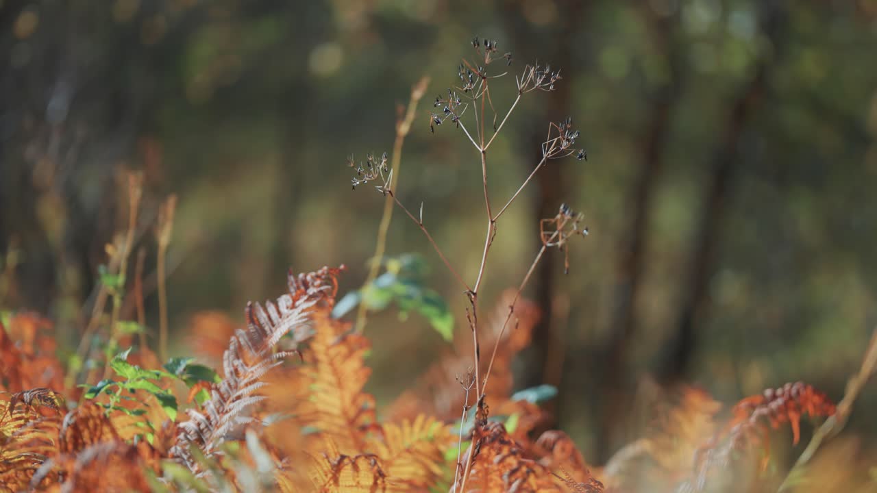 Withered ferns and dry weeds cover the ground in the autumn tundra
