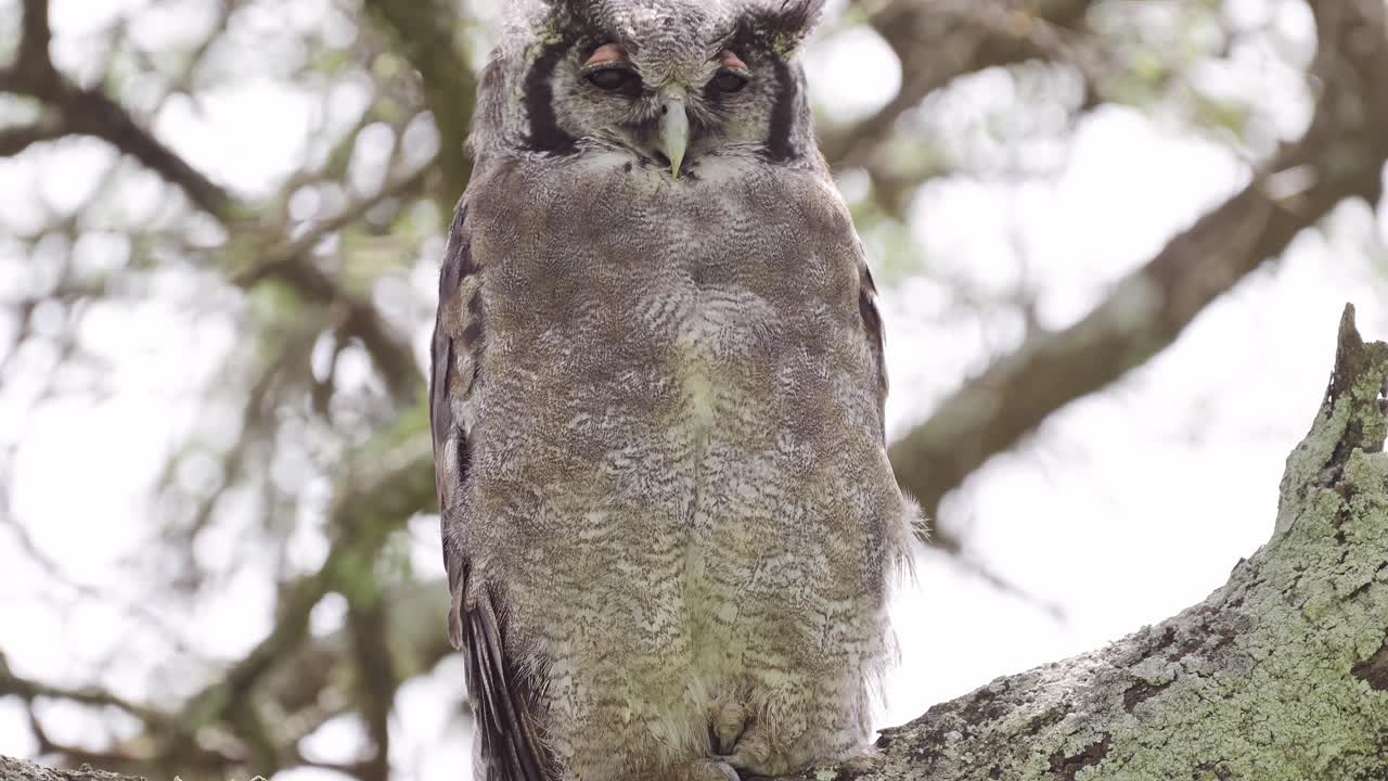 большая сова, сидящая на ветке дерева, сова-орел, большая сова птица в танзании в африке в заповеднике нгоронгоро в национальном парке ндуту, африканские птицы и животные на сафари