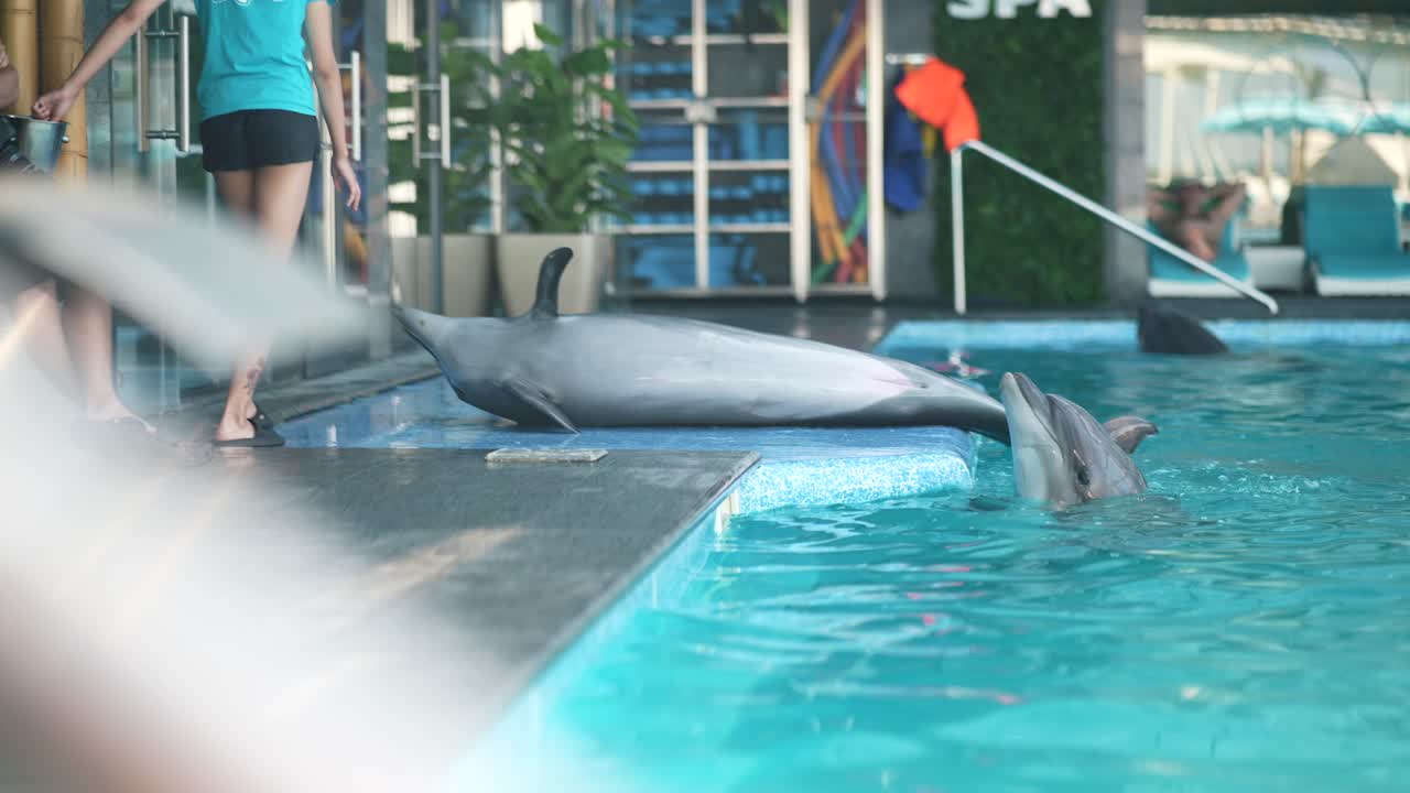 Delfini in una piscina termale