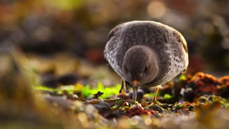 purple sandpiper foraging between kelp and seaweed on coastline