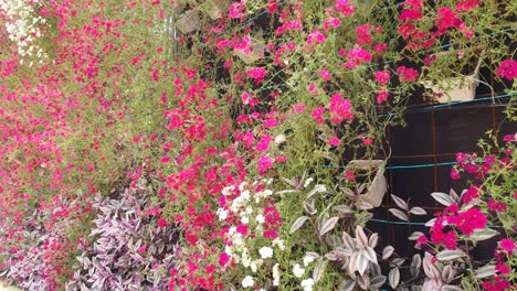 las hermosas flores y camas de hierba de cameron highlands, malasia.