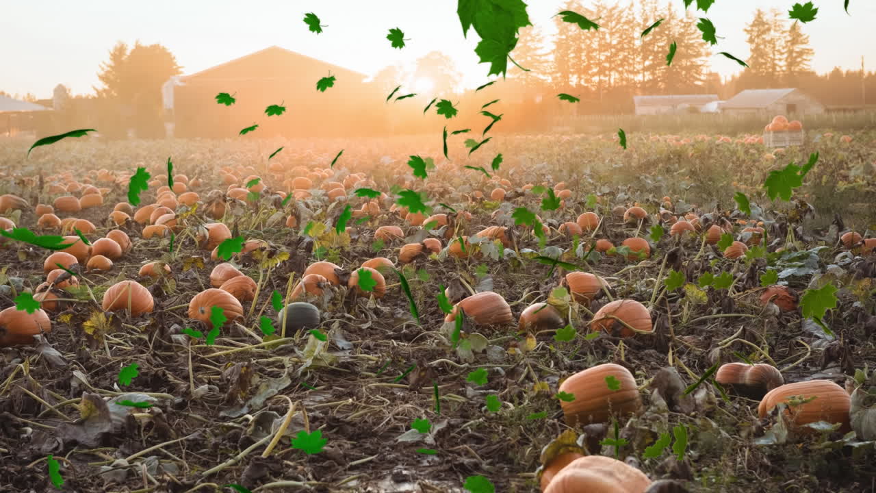 호박  ⁇ 에 떨어지는 가을 잎의 애니메이션