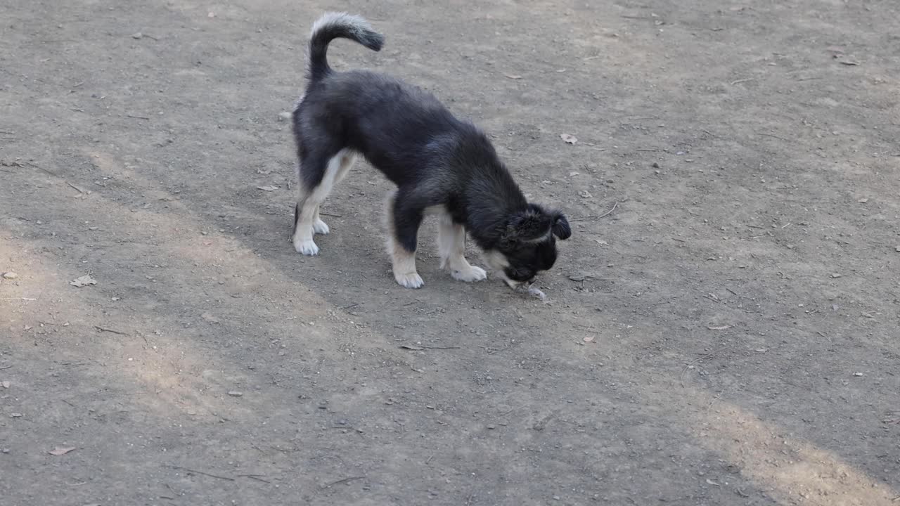 호기심 많은 강아지가 밖에서 새를 맡고 탐험합니다.