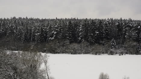 Verschneiter-Wald