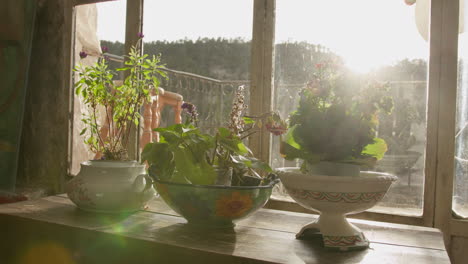 sunlit plants on a windowsill