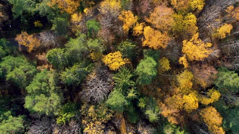 Drone-Sobrevuelan-Los-árboles-De-Otoño.-Muchos-Colores-1