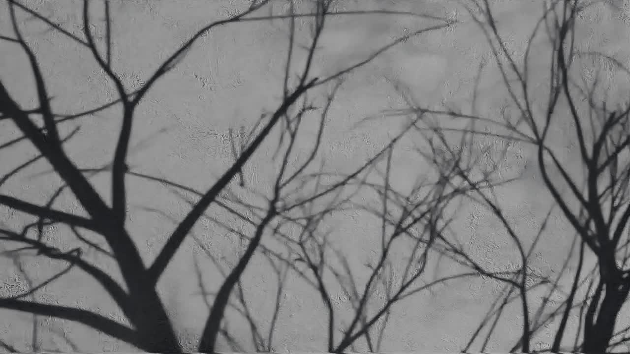 텍스처 된 검은 벽에 나무 가지 그림자