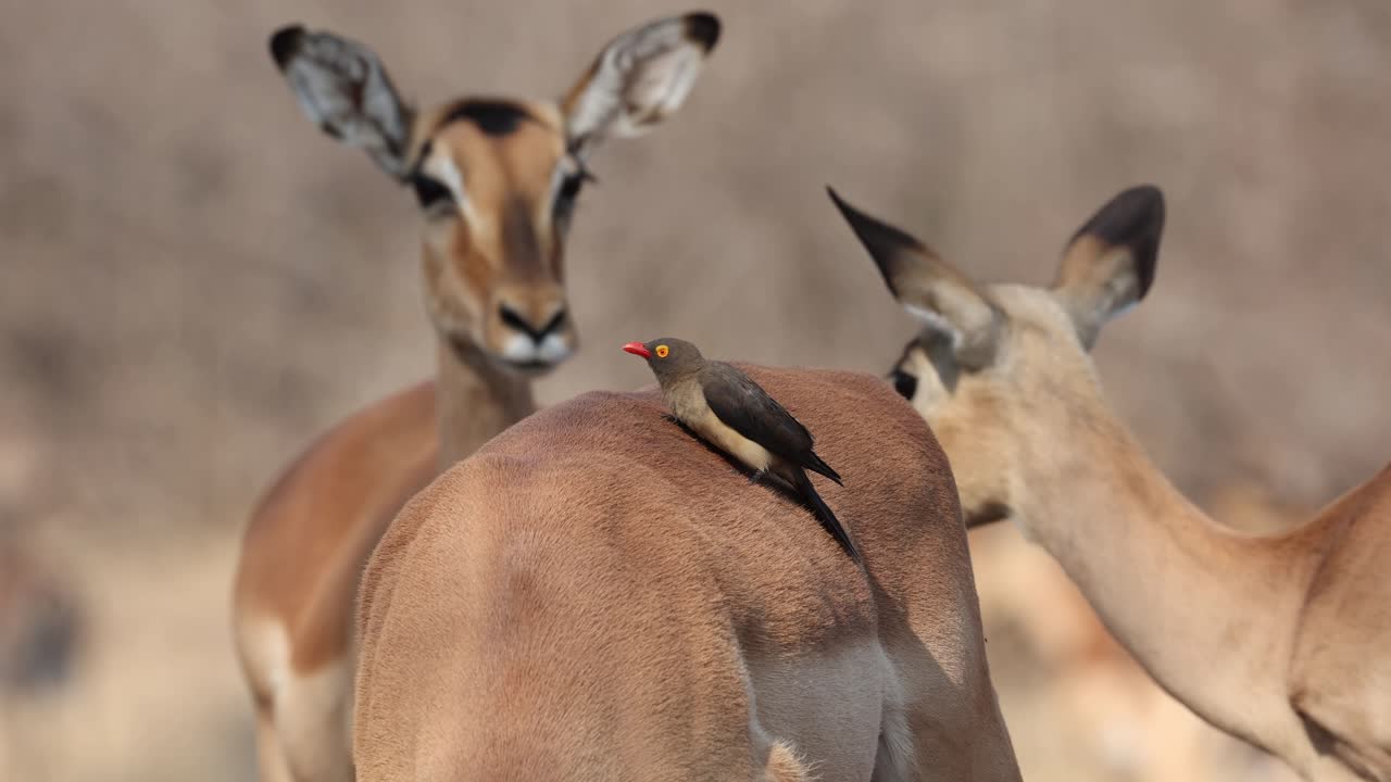 Medium shot of a red-billed Oxpecker cleaning the fur of an impala antelope with a curious impala standing in the background, Greater Kruger.