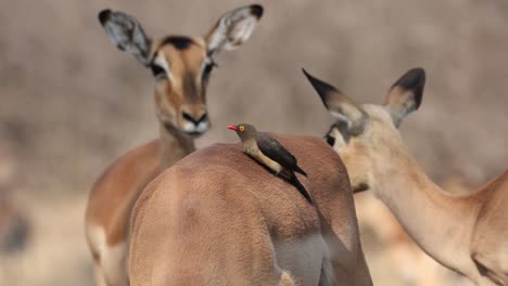 medium shot of a red-billed oxpecker cleaning the fur of an impala antelope with a curious impala standing in the background, greater kruger.
