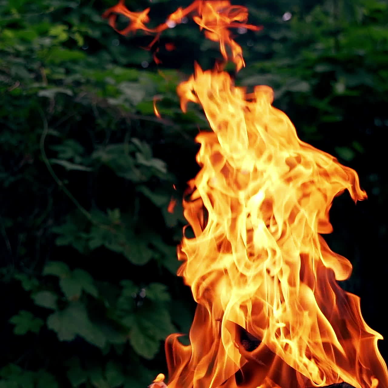 Large camp fire on the natural green background. Bright orange flame burning from wood outdoors in the evening.