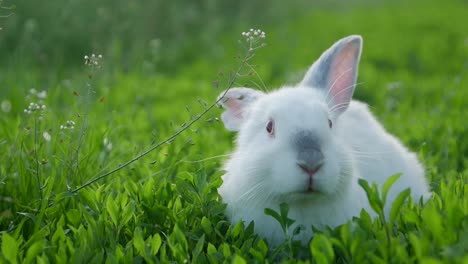 a white rabbit resting in a field of green grass