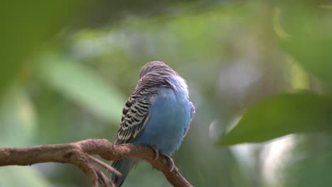 Exotic-male-budgerigar,-melopsittacus-undulatus-with-blue-cere-scratching-its-head-with-its-feet,-preening-beautiful-blue-feathers-against-dreamy-bokeh-forest-background-at-langkawi-wildlife-park