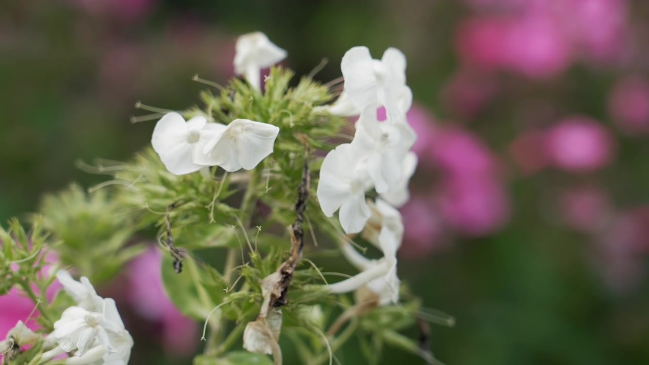 Nærbilde av hvite blomster som svaier forsiktig i en hage