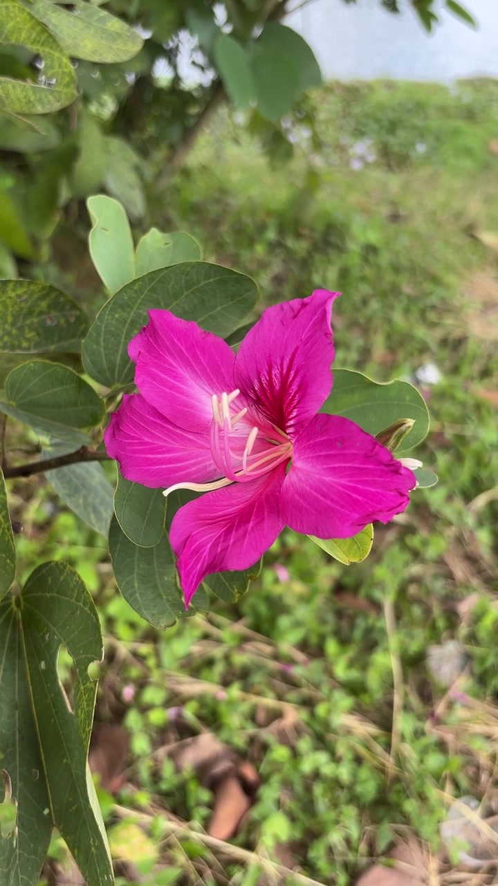 Fiore di Bauhinia rosa vivace che ondeggia dolcemente nella brezza