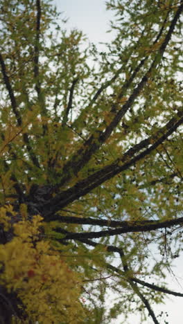vista panorámica de un árbol verde con hojas de otoño vibrantes, ramas suaves, follaje brillante y cielo despejado en el fondo que muestra la belleza natural en un bosque sereno