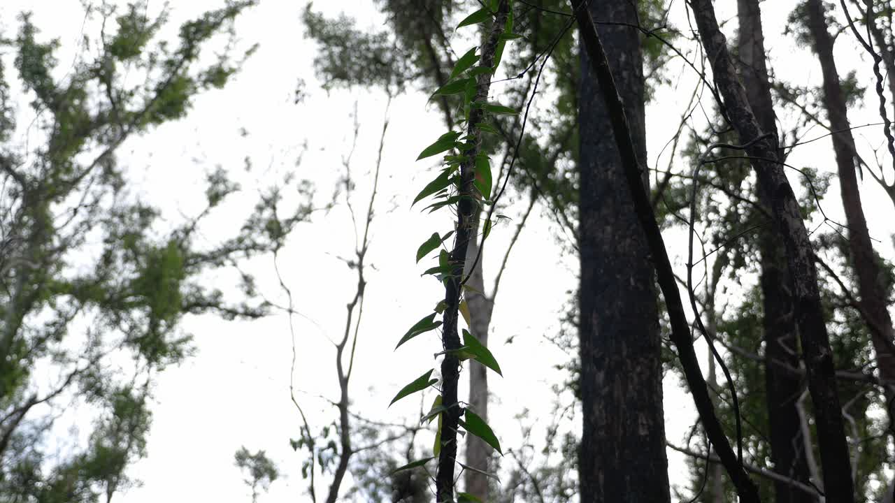 澳洲昆士蘭 - - 靜態拍攝