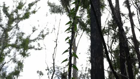 lush vine creeping against the clear sky in the forest - queensland, australia - static shot