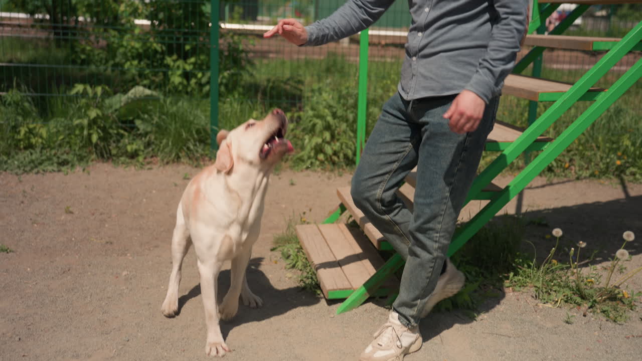 Un labrador cauto desciende por una pendiente de madera verde; un labrador baja con cuidado por una rampa de madera con ayuda; un labrador desciende gradualmente por una rampa de madera verde mientras un entrenador caucásico lo anima y le ayuda.