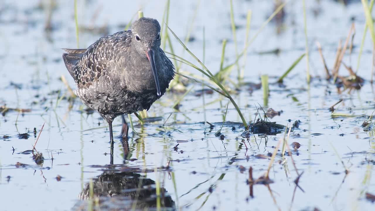 습지에서 봄철 이동하는 동안 얕은 웅덩이에서 먹이를 먹는 점박이 붉은 생크의 근접 촬영