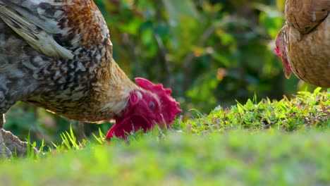 Closer-up-shot,-Rooster-and-hen-free-ranging-on-a-farm-pecking-in-the-grass