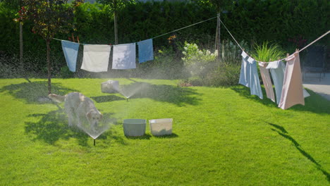 dog playing in the garden while clothes are drying