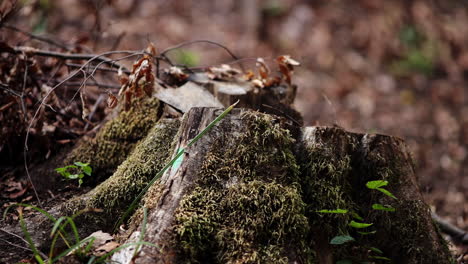 Geschnittener-Baumabschnitt---Umgestürzter-Wald-18