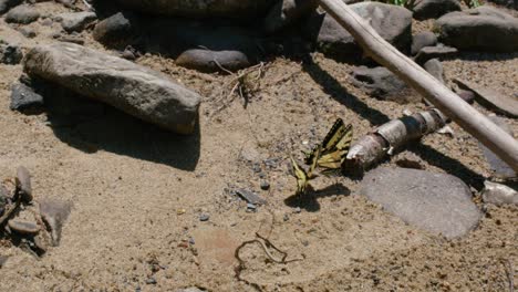 dos mariposas monarca amarillas interactuando juntas